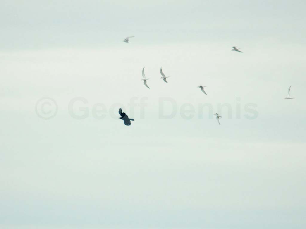 LETE-CF_Least-Tern