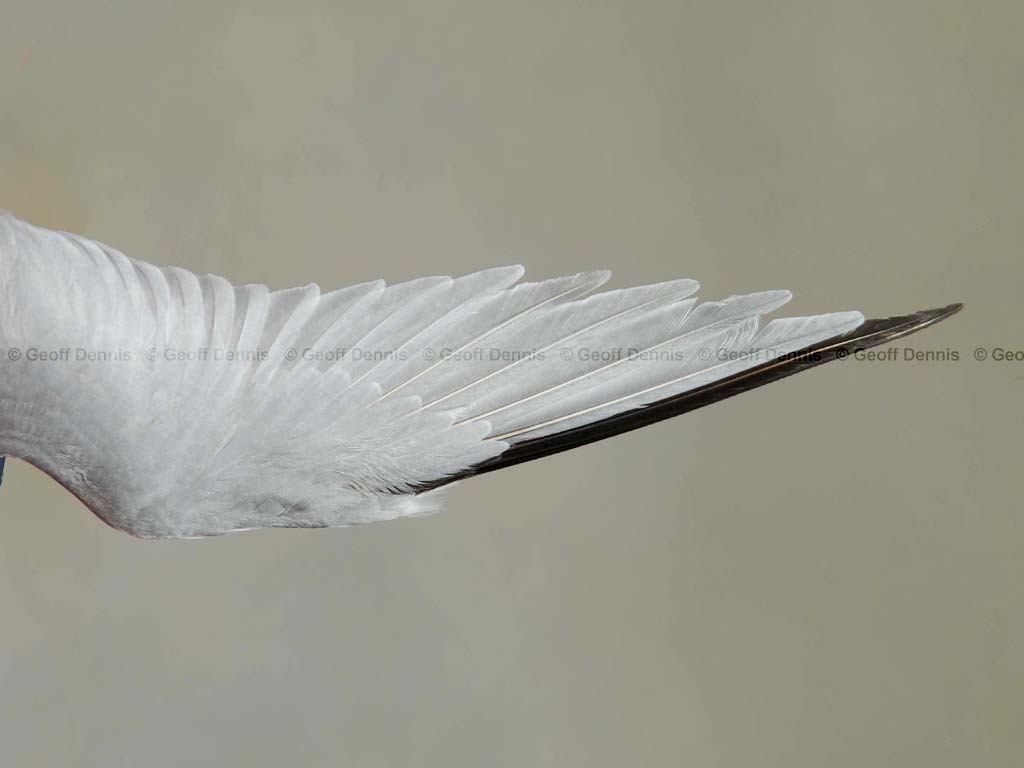LETE-CG_Least-Tern