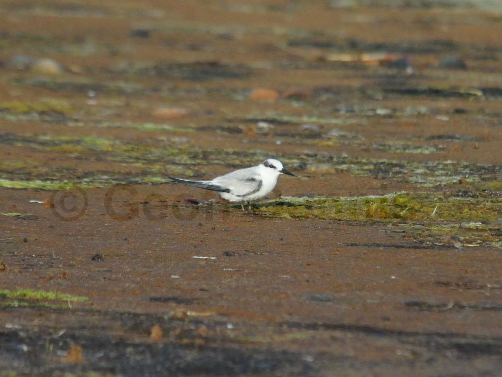 LETE-CJ_Least-Tern