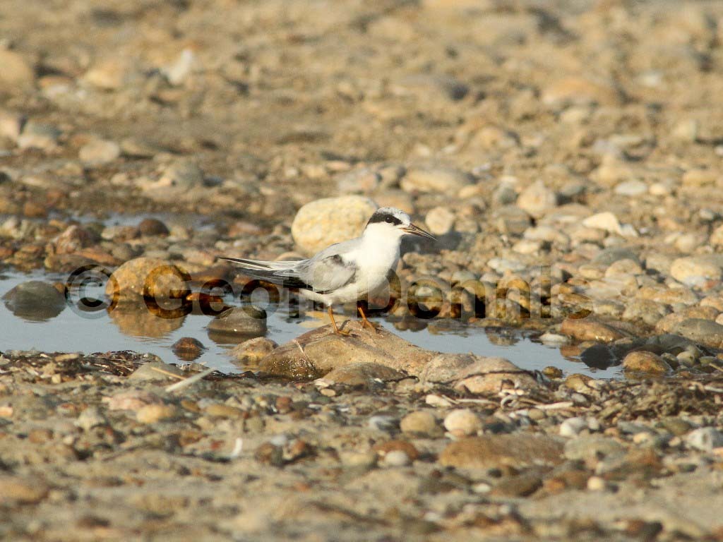 LETE-CK_Least-Tern