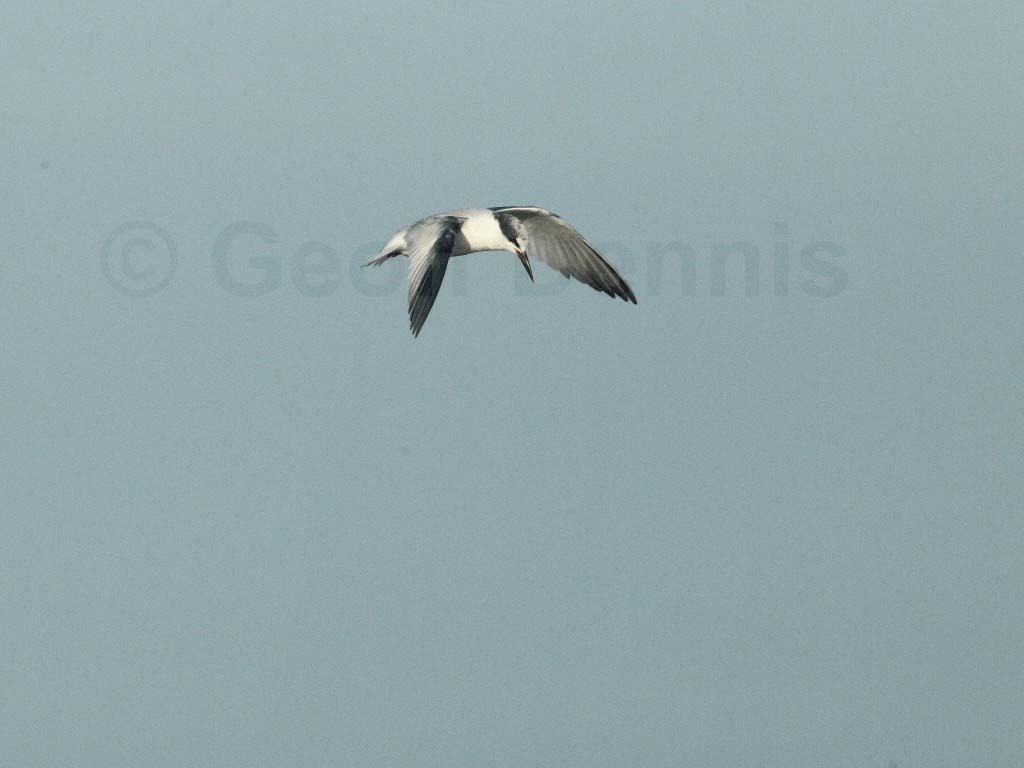 LETE-CL_Least-Tern