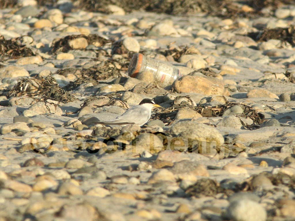 LETE-CM_Least-Tern