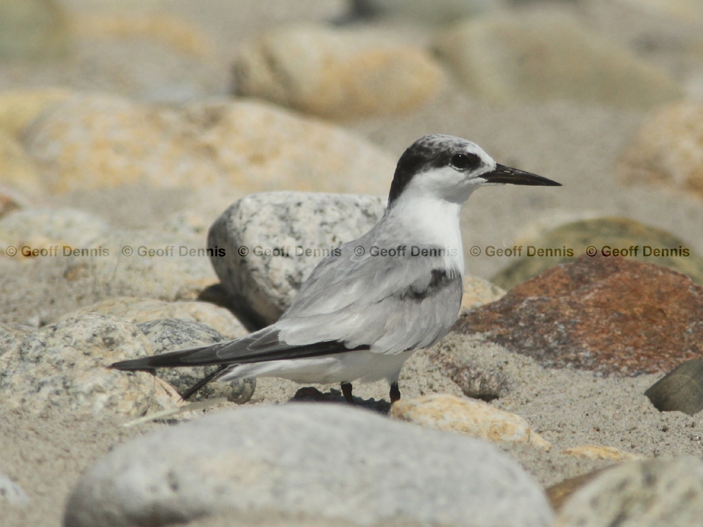 LETE-CN_Least-Tern