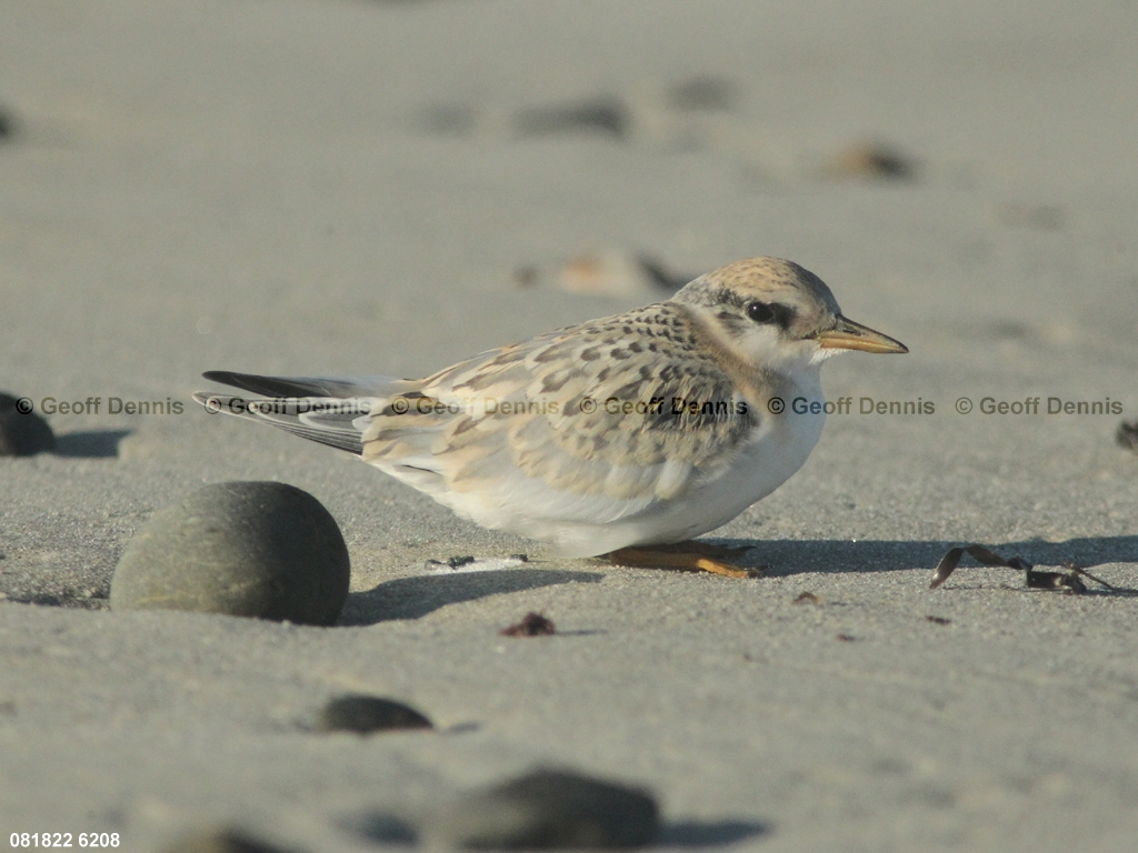 LETE-CP_Least-Tern