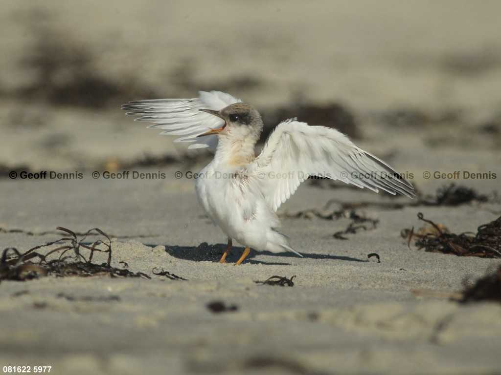 LETE-CQ_Least-Tern