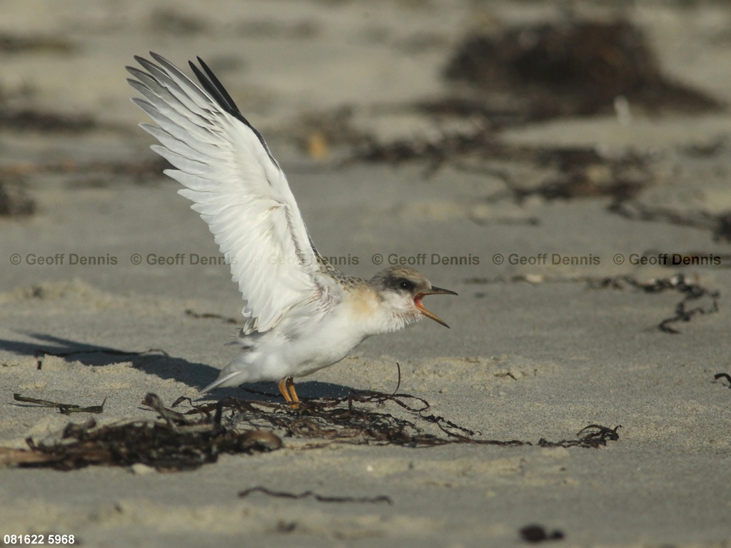 LETE-CR_Least-Tern