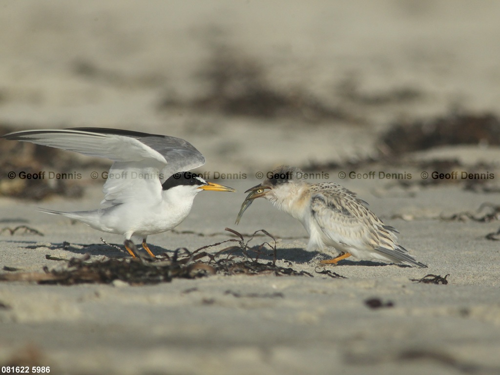 LETE-CS_Least-Tern