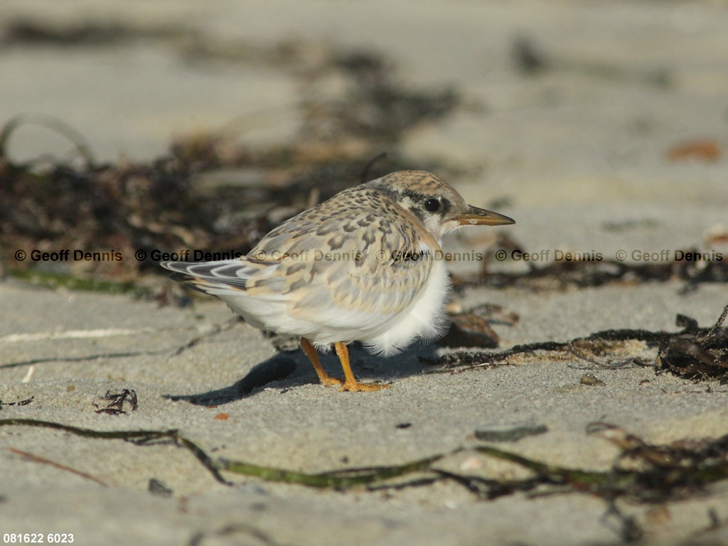 LETE-CT_Least-Tern