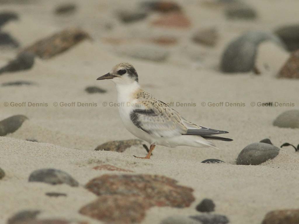 LETE-CU_Least-Tern