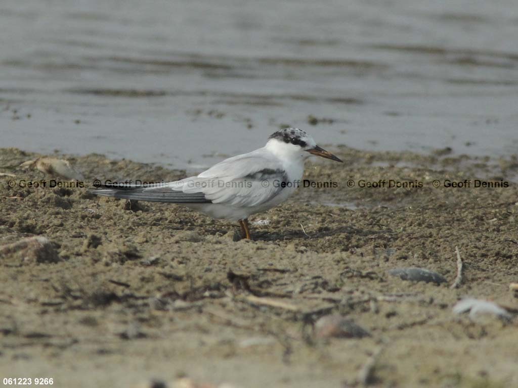 LETE-CV_Least-Tern
