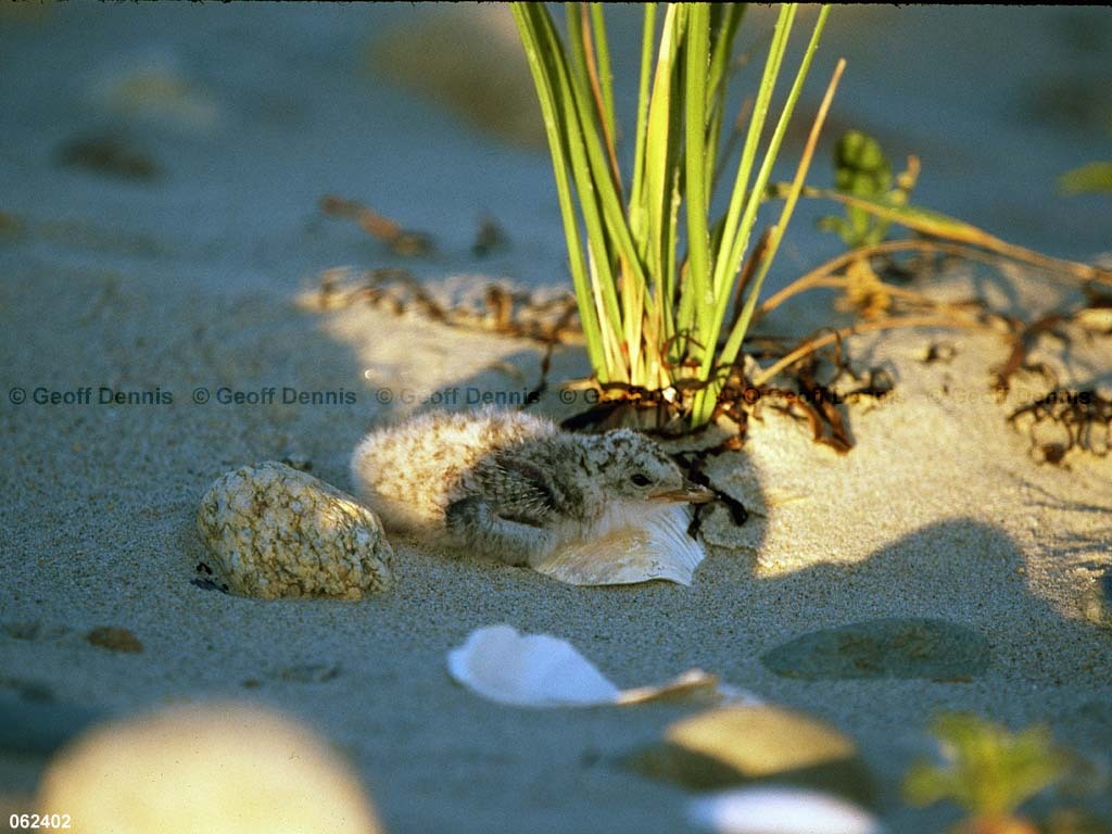 LETE-CW_Least-Tern