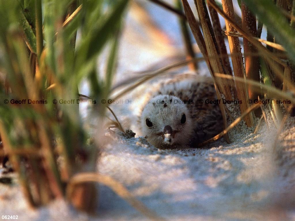LETE-CX_Least-Tern
