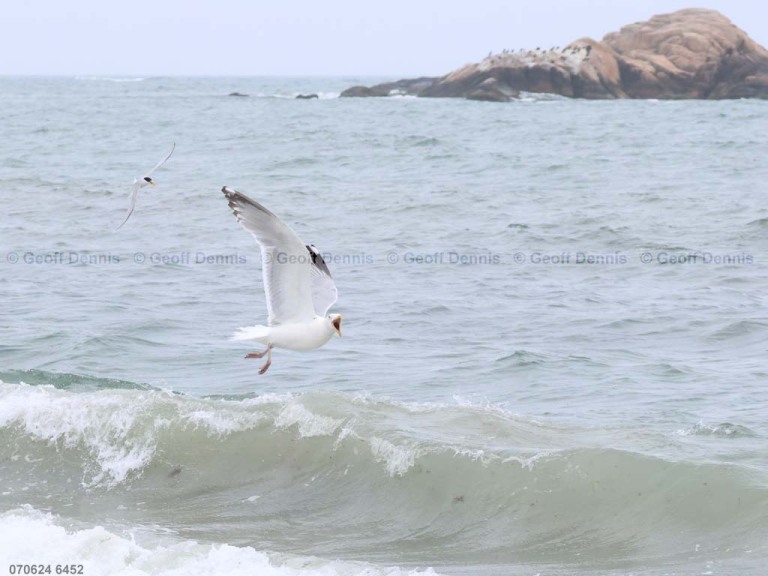 LETE-CZ_Least-Tern