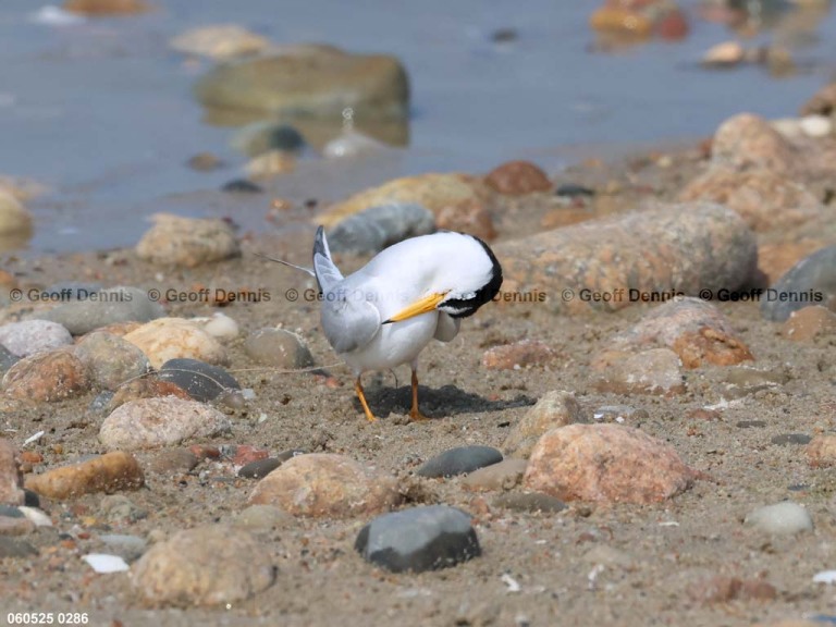 LETE-DA_Least-Tern