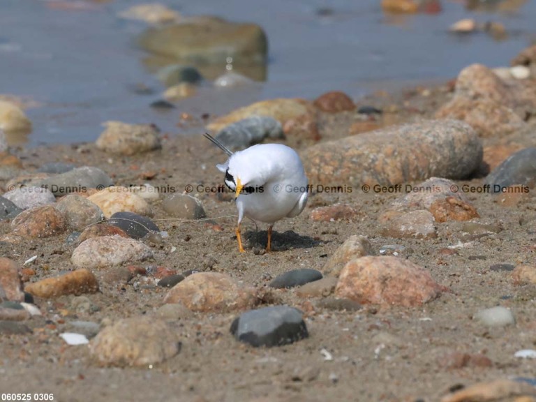LETE-DB_Least-Tern