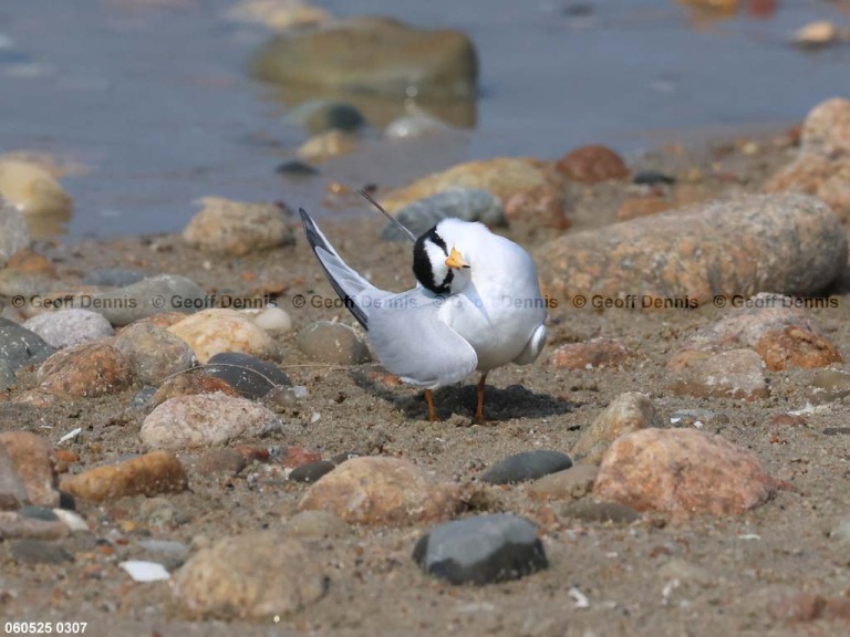 LETE-DC_Least-Tern