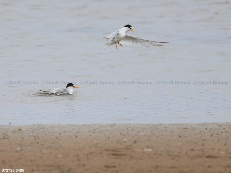 LETE-DE_Least-Tern