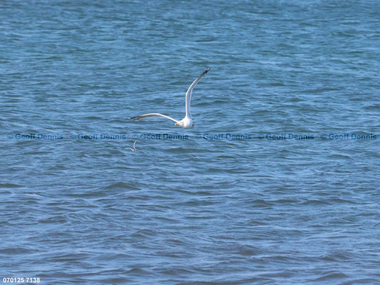 LETE-DF_Least-Tern