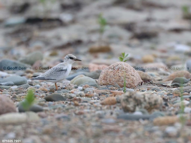 LETE-DG_Least-Tern