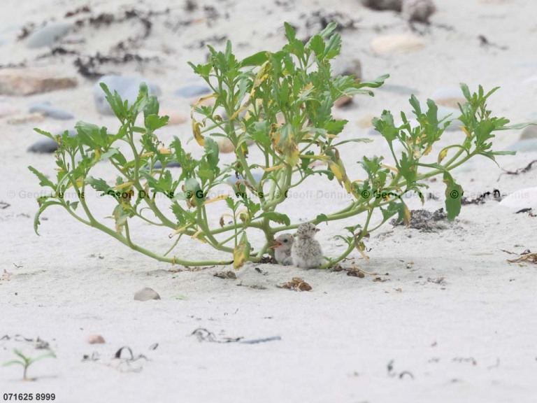 LETE-DH_Least-Tern
