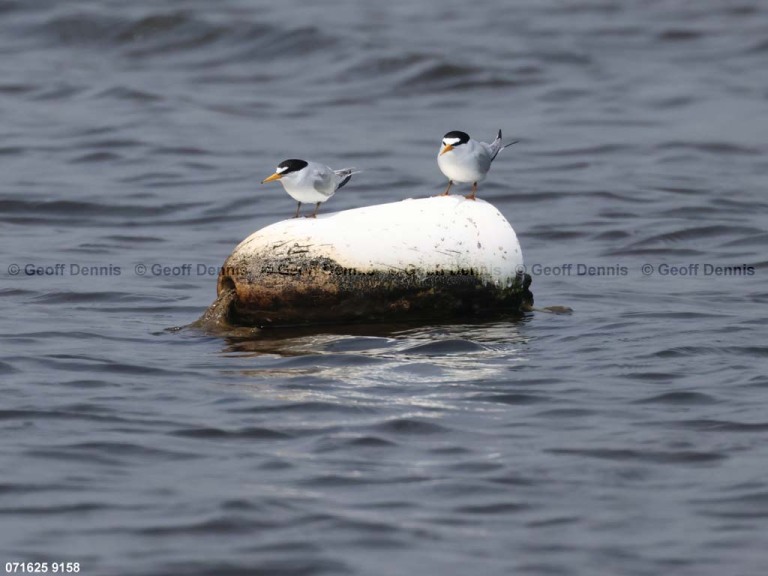 LETE-DJ_Least-Tern