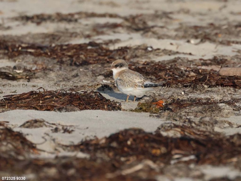LETE-DK_Least-Tern