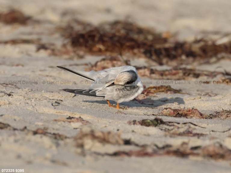 LETE-DL_Least-Tern