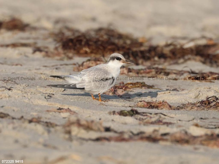 LETE-DM_Least-Tern