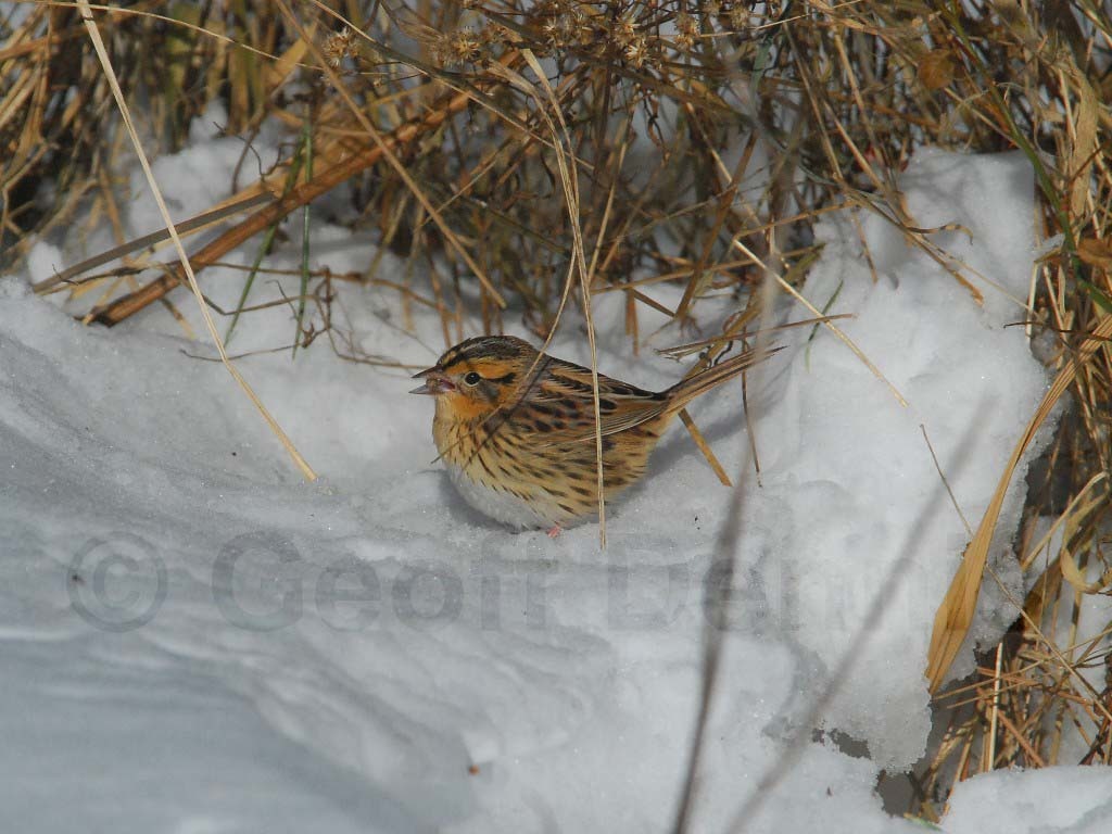 LCSP-AA_LeConte's-Sparrow