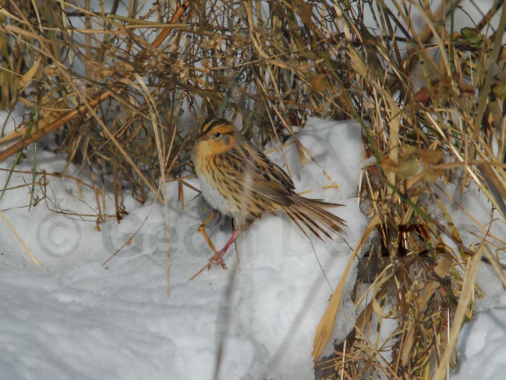 LCSP-AB_LeConte's-Sparrow