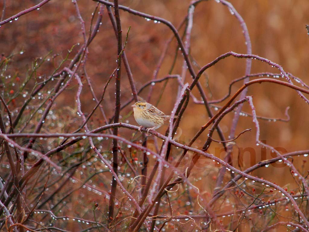 LCSP-AC_LeConte's-Sparrow