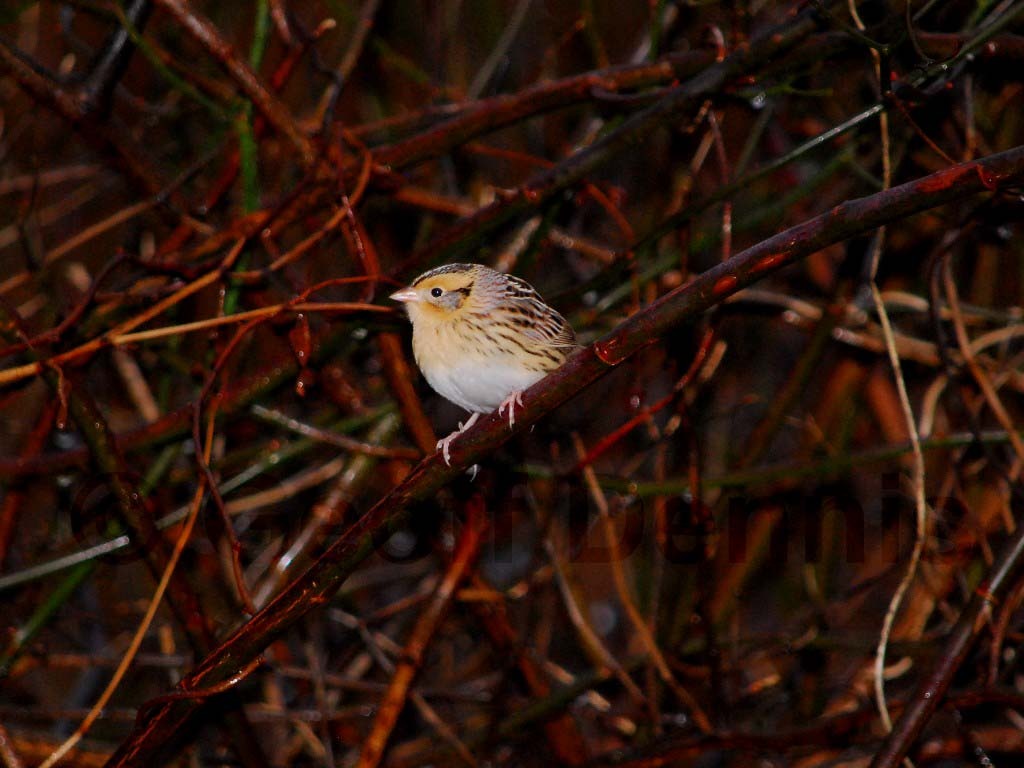 LCSP-AD_LeConte's-Sparrow