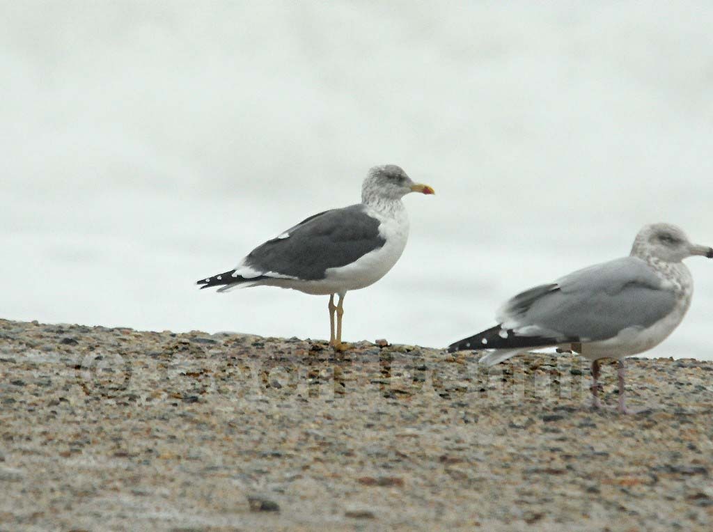 LBBG-AA_Lesser-Black-backed-Gull
