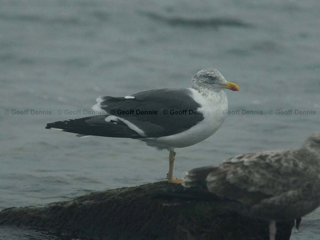 LBBG-AB_Lesser-Black-backed-Gull