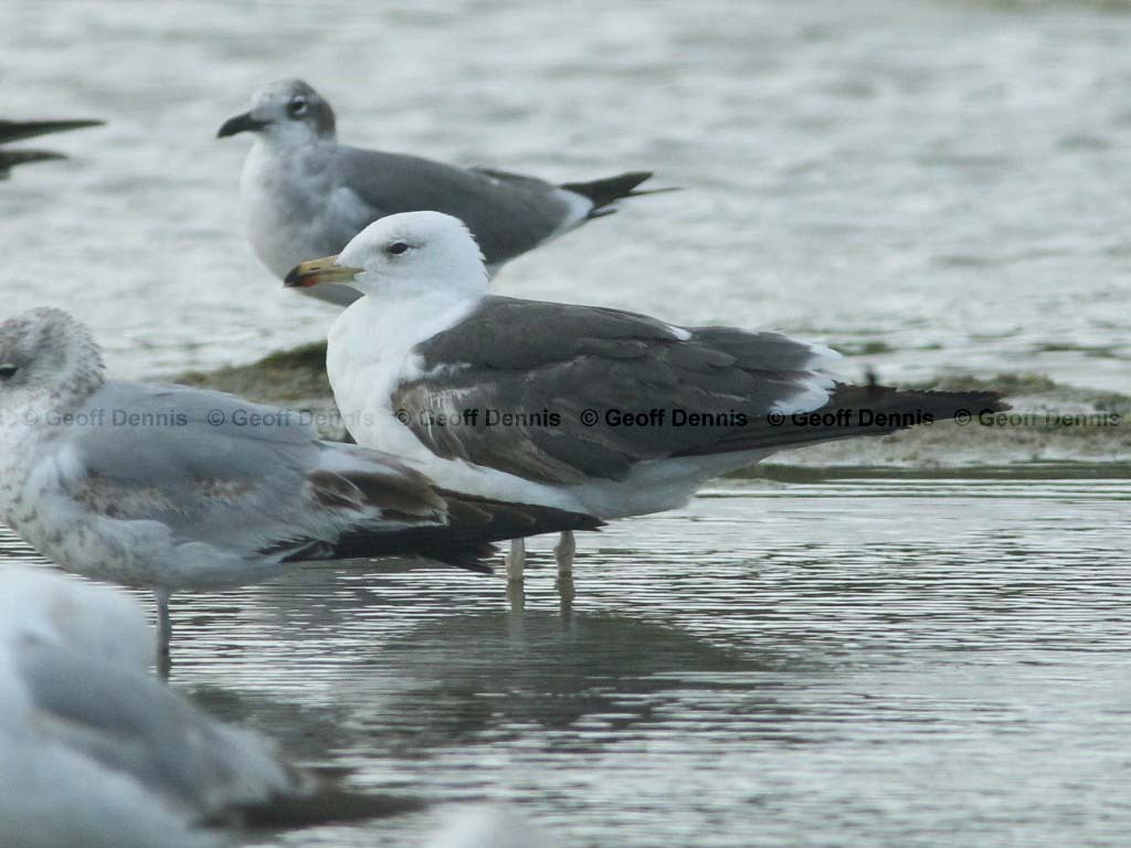 LBBG-AC_Lesser-Black-backed-Gull