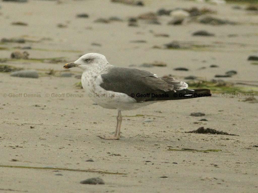 LBBG-AD_Lesser-Black-backed-Gull