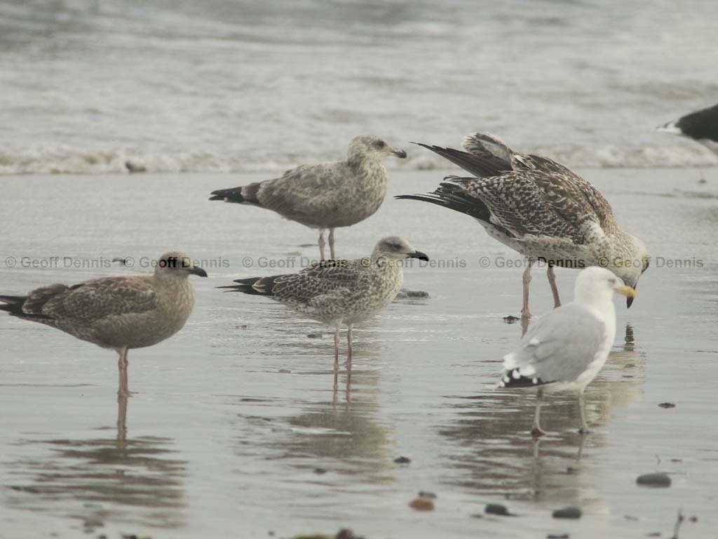 LBBG-AE_Lesser-Black-backed-Gull