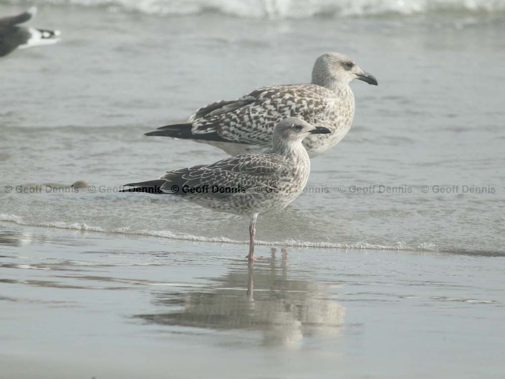 LBBG-AF_Lesser-Black-backed-Gull