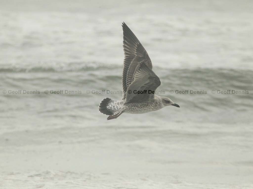 LBBG-AG_Lesser-Black-backed-Gull