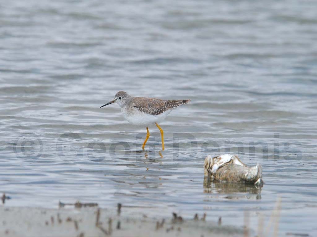 LEYE-AAa_Lesser-Yellowlegs
