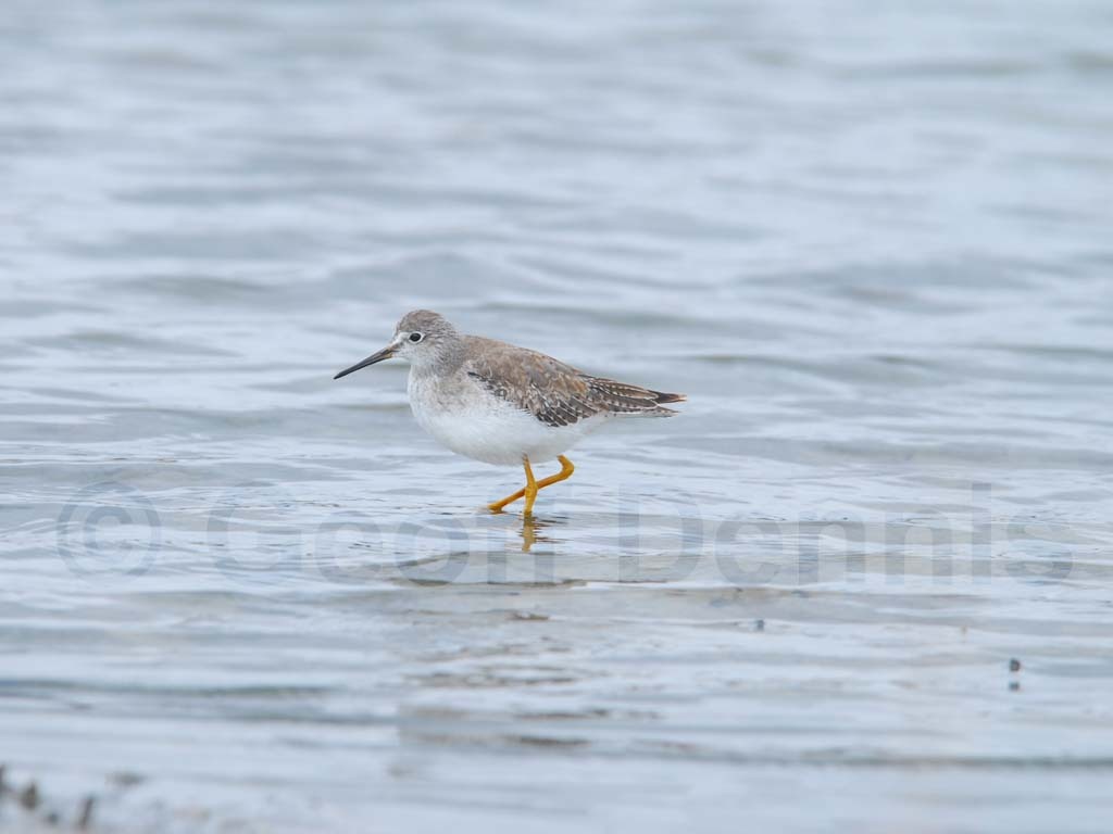 LEYE-AB_Lesser-Yellowlegs