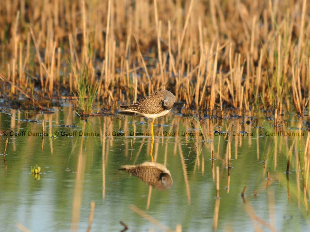 LEYE-AC_Lesser-Yellowlegs