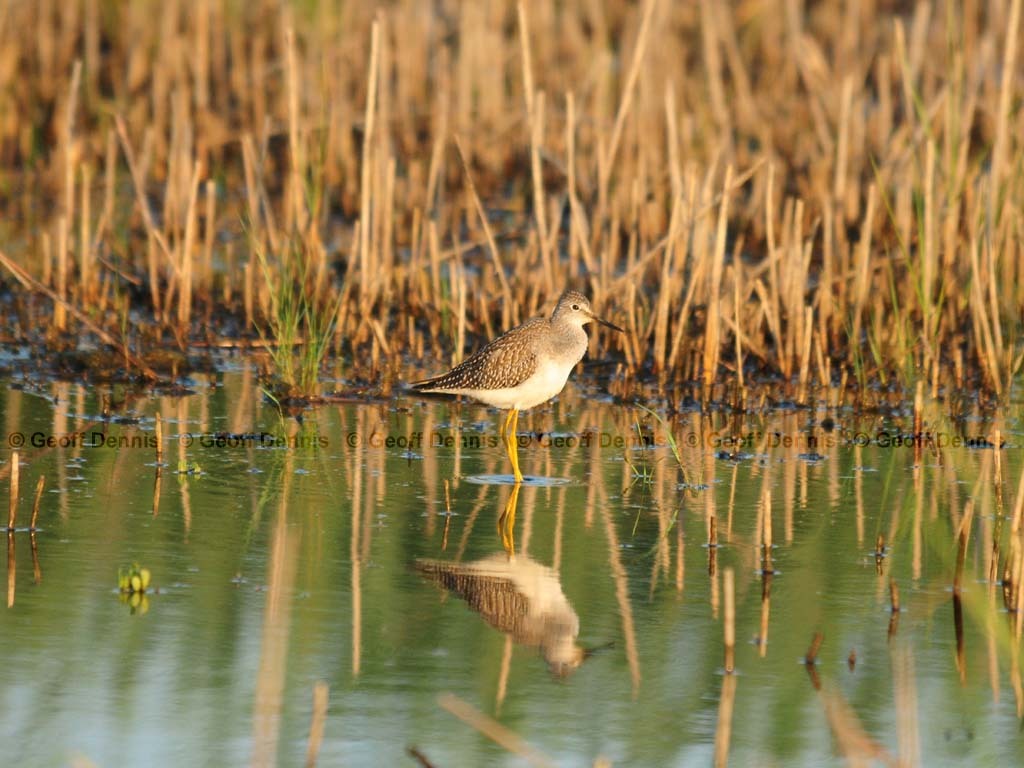 LEYE-AD_Lesser-Yellowlegs
