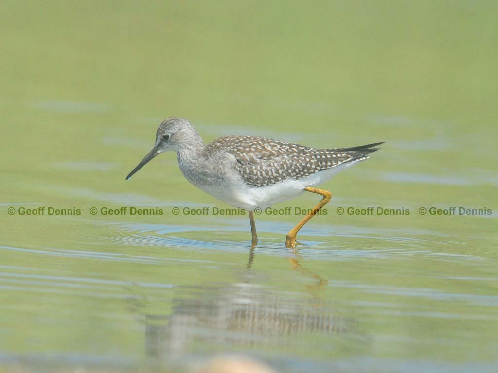 LEYE-AE_Lesser-Yellowlegs