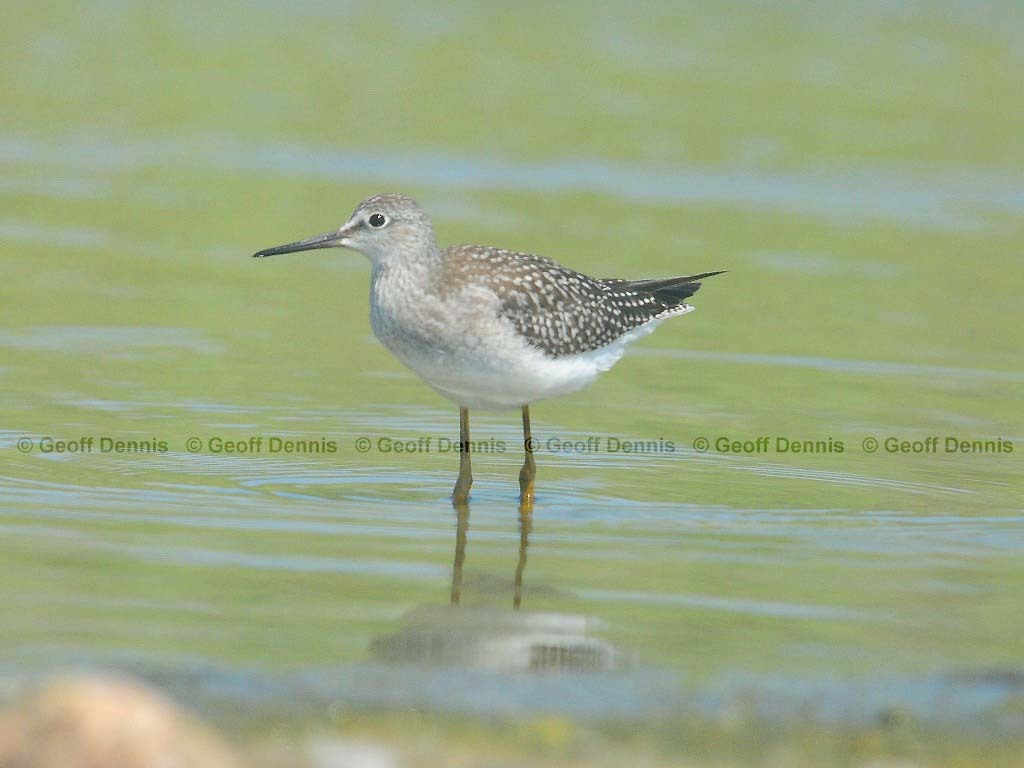 LEYE-AF_Lesser-Yellowlegs