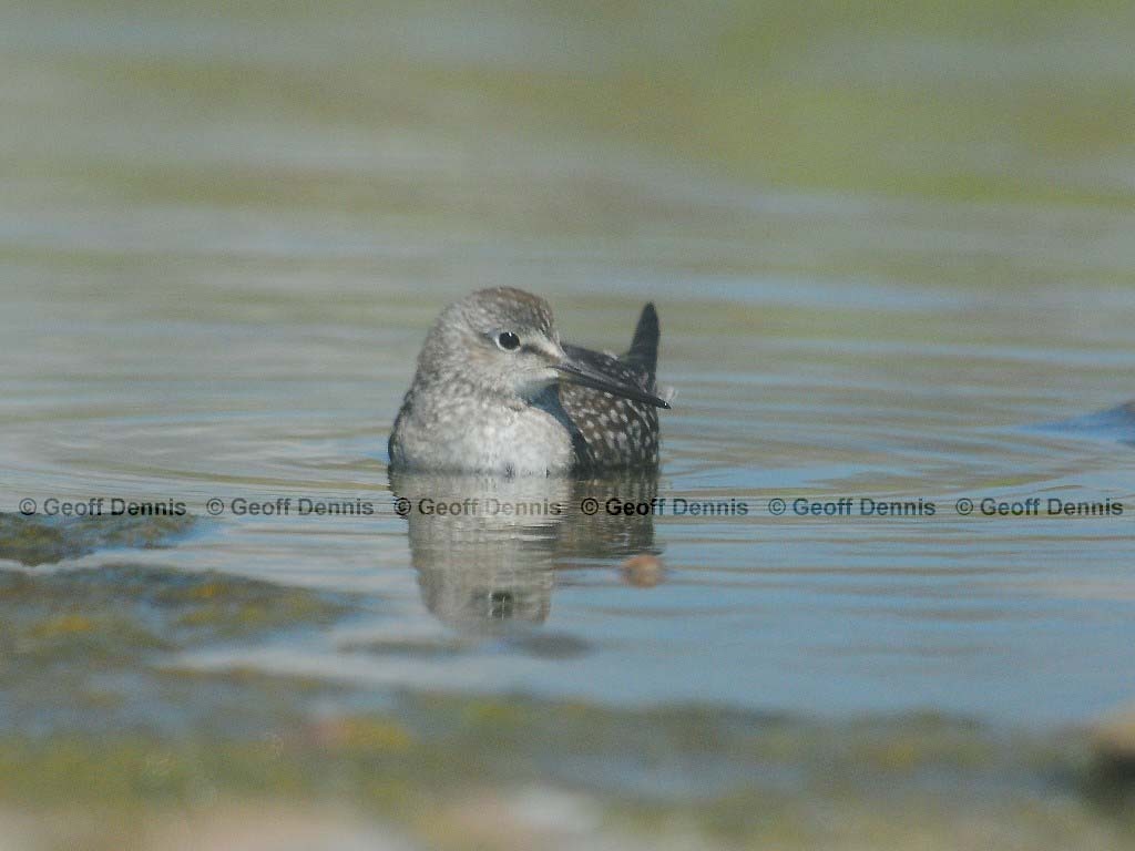LEYE-AG_Lesser-Yellowlegs