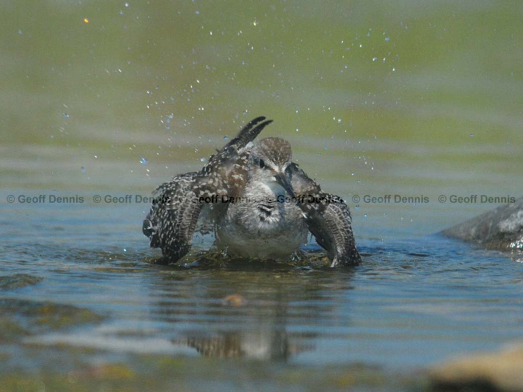 LEYE-AH_Lesser-Yellowlegs