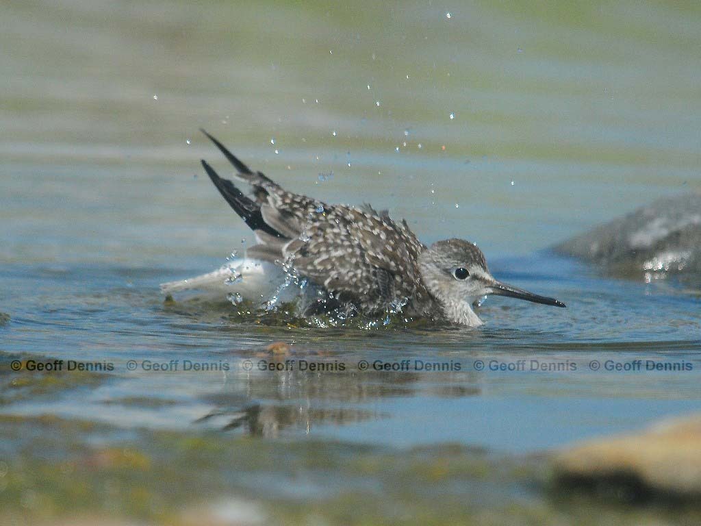 LEYE-AI_Lesser-Yellowlegs