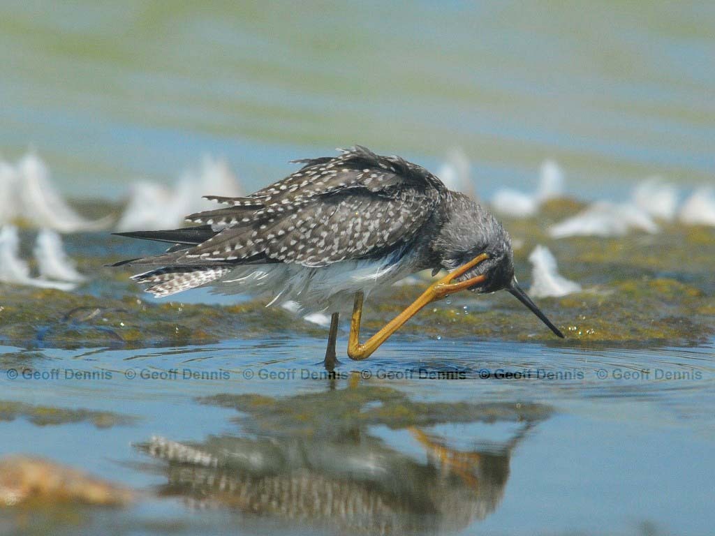 LEYE-AJ_Lesser-Yellowlegs