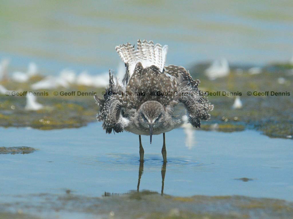 LEYE-AK_Lesser-Yellowlegs